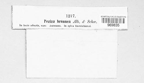 Sphaerosporella brunnea image